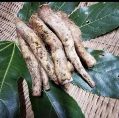 2026年最新】自然薯 天然の人気アイテム - メルカリ