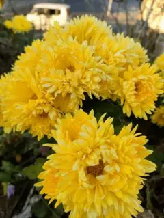 2025年最新】食用菊 苗 の人気アイテム - メルカリ