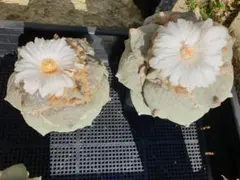 2025年最新】アリオカルプスの人気アイテム - メルカリ