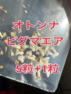 2026年最新】オトンナ ピグマエアの人気アイテム - メルカリ