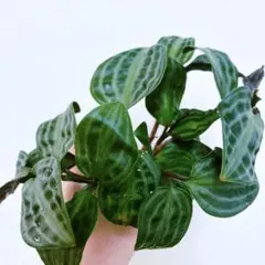 ゲオゲナンツス　ペーピヒー　１株のサムネイル