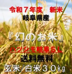 ブランド米 令和7年度『岐阜ハツシモ』新米 玄米(精米も可) 30kg 送料 
