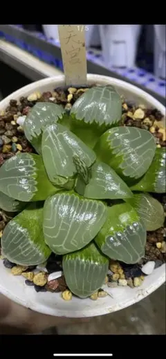 H*C様 SBT-E01 多肉植物 ハオルチア　オブツーサ錦 水中月錦 16株セ H*C様 SBT-E01 多肉植物 ハオルチア オブツーサ錦 水中月錦 16株セ