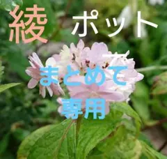 【たー様3点おまとめ】綾　アヤ　ヤマアジサイ　山アジサイ　 山紫陽花　苗のサムネイル