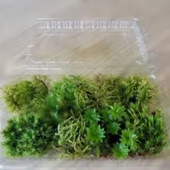 amaG様 リクエスト 2点 まとめ商品