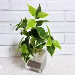 ニトリ 人工観葉植物 ガラス鉢 フェイクグリーンのサムネイル
