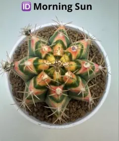 ASギムノカリキウム　ミハノビッチID：AS Neon（ネオン実生株） サボテン ASギムノカリキウム ミハノビッチID：AS Neon（ネオン実生株
