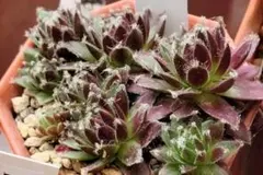 アトロプルプレウム センペルビウム 多肉植物 2個セット - メルカリ