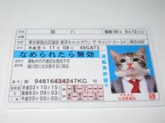 【なめ猫 免許証風 ブロマイド 猫八】なめんなよ猫 なめねこ 癒し 癒やし 青