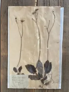 フランス アンティーク 植物標本 押し花 ラベル ③ - メルカリ