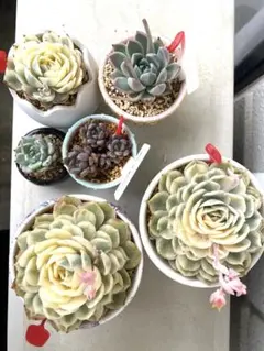 エケベリア　6鉢セット　レア種入り