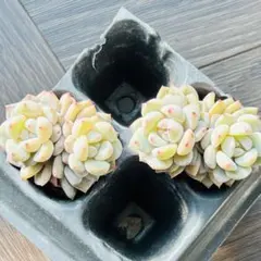 NEW❗️ 【レア種】大人気エケベリア　韓国苗スターオレンジ　2苗セット多肉植物❣️