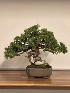 紀州真柏盆栽 真柏 捻転幹 購入後43年 インテリア BONSAI ジュニパー