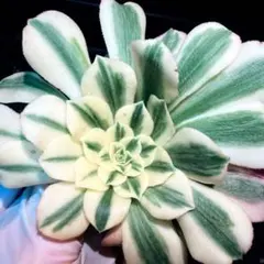 新入荷　アエオニウム　マイバッハ(3株セット)　法師錦　観葉植物