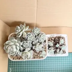 2025年最新】ざわわ 多肉の人気アイテム - メルカリ