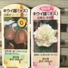 【ラスト】キウイフルーツ　ゴールデンキウイ　雄雌　挿穂