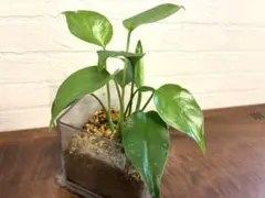 2026年最新】観葉植物 モンステラ・ポトスの人気アイテム - メルカリ