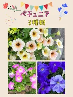 あん様 リクエスト 2点 まとめ商品