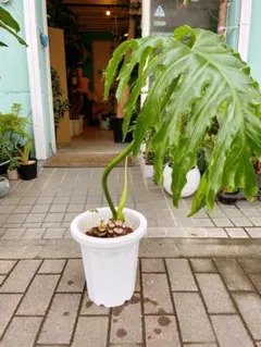 観葉植物 アロカシアハートいも 8寸 高さ105㎝ 希少 クワズイモ - メルカリ