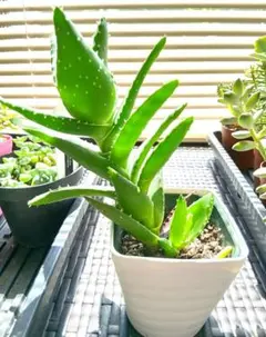 アロエ 不夜城 大株 抜き苗 子株付き 多肉植物 観葉植物のサムネイル