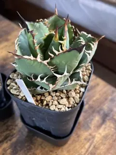 2026年最新】アガベ チタノタ フィリグリーの人気アイテム - メルカリ