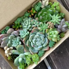 2025年最新】プロリフィカ錦の人気アイテム - メルカリ