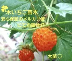 ☘〜木いちご《カジイチゴ》根付き苗 大株♪安心保証のメルカリ便にてお届け♡