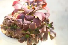 アエオニウム・モナリザ群生