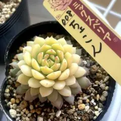 Kaoru Ham（プロフ必読）様 リクエスト 2点 まとめ商品