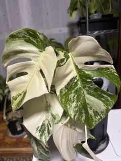 2026年最新】モンステラ ホワイトティアーズの人気アイテム - メルカリ