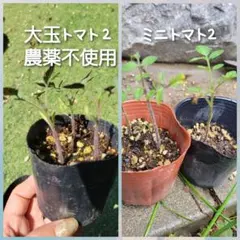 nana0318様 リクエスト 2点 まとめ商品 - メルカリ