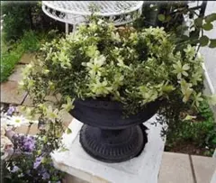 シュリンプ様 リクエスト 2点 まとめ商品