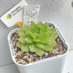 こず様 リクエスト 2点 まとめ商品