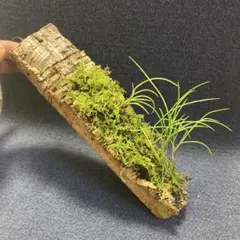 日本着生ラン原種】 モミラン 樹皮着け 徳島県産 - メルカリ