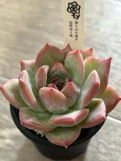 まぱ苗　ホーリンゼ自家 ごまさん苗 ホーリンゼ✖ピンクホーリンゼ リンゼアナ