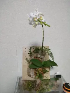 コルク ラン着生