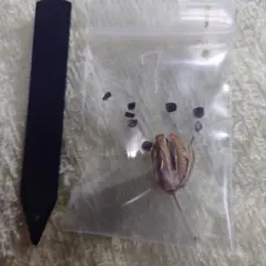 ガレージM様 リクエスト 5点 まとめ商品