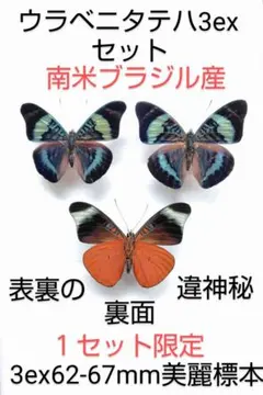 ミイロタテハ♂♂標本セット★南米ブラジル産★ 大型 62/61mm 美麗標本 コノハチョウ3exセット標本☆各産地☆ 70-77mm 美麗標本・裏展翅標本含