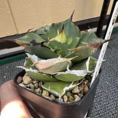 2026年最新】黒豹 アガベの人気アイテム - メルカリ