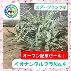 おいも様 リクエスト 2点 まとめ商品