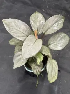 Homalomena sp. 'Honey Bee' from kapuas - メルカリ