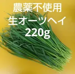 【農薬不使用 生オーツヘイ220g】16時までのご購入で当日発送。牧草農家直送。のサムネイル