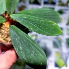 熱帯植物: Rhaphidophora sp. Kpg. Lui Muda 熱帯植物: Rhaphidophora sp. Kpg. Lui Muda - メルカリ