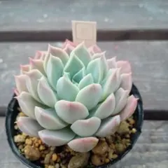 ニャン太♪様 リクエスト 2点 まとめ商品