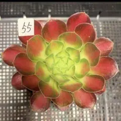33#観葉植物 アエオニウム錦❤️グリ一ンファイア一錦❤️碧火❤1頭