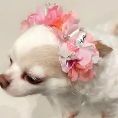 犬 ペット トリミングチョーカー トリミングリボン 誕生日 ひな祭り 桜