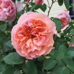 バーバラオースチン(3) 6号スリット ER 芽接ぎ苗 イングリッシュローズ
