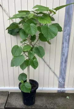 フィカス　ウンベラータ　鉢皿付きのサムネイル