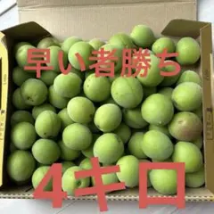 新鮮 青梅 梅酒 梅シロップにどうぞのサムネイル