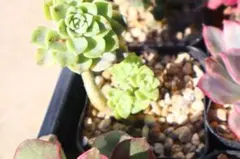 えみんこ様 リクエスト 2点 まとめ商品